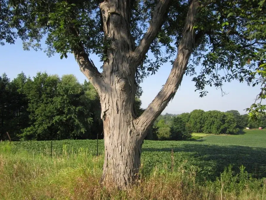 Đặc điểm sinh thái của gỗ hickory 