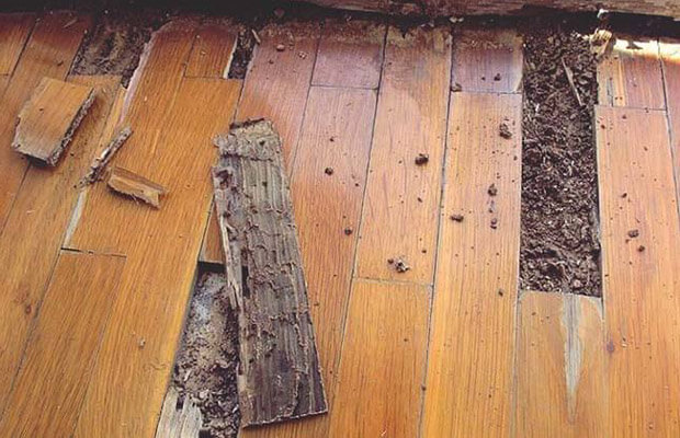 Nguyên nhân sàn gỗ bị mối ăn